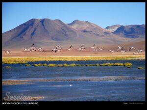 Flamingos no Deserto do Atacama. foto: Reinaldo Gama